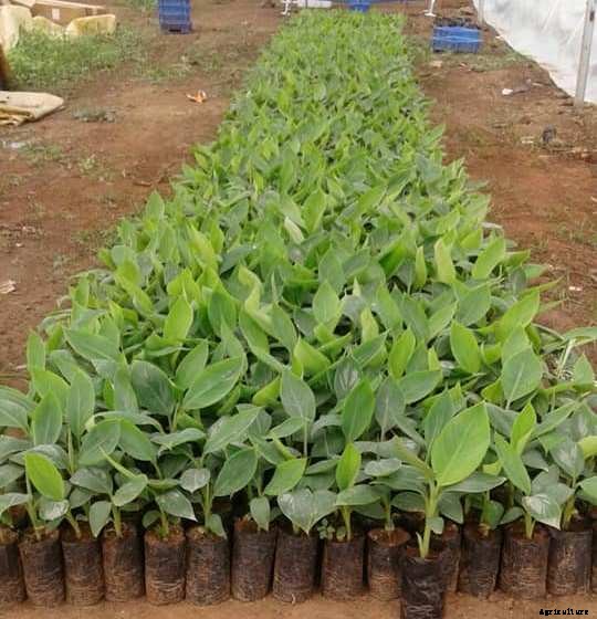 Banana Farming; Planting; Care; Harvesting Guide