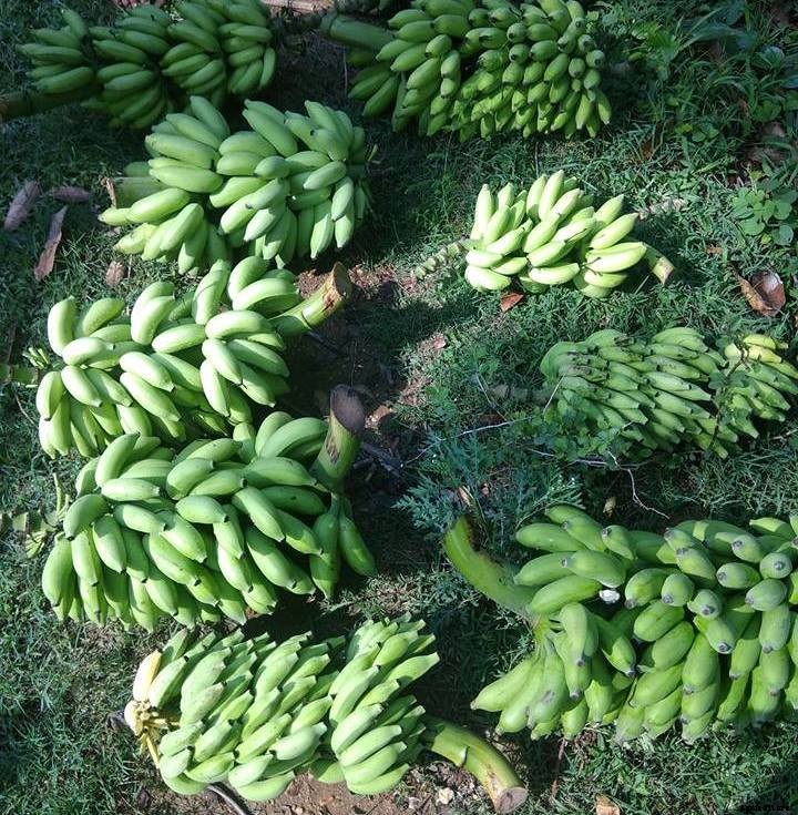 Banana Farming; Planting; Care; Harvesting Guide