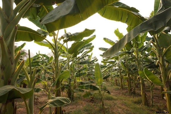 Banana Farming; Planting; Care; Harvesting Guide