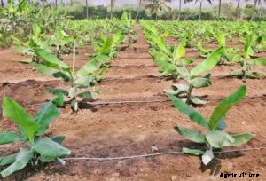 Banana Farming; Planting; Care; Harvesting Guide