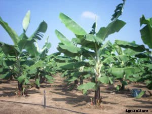 Banana Farming; Planting; Care; Harvesting Guide