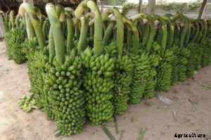 Banana Farming; Planting; Care; Harvesting Guide