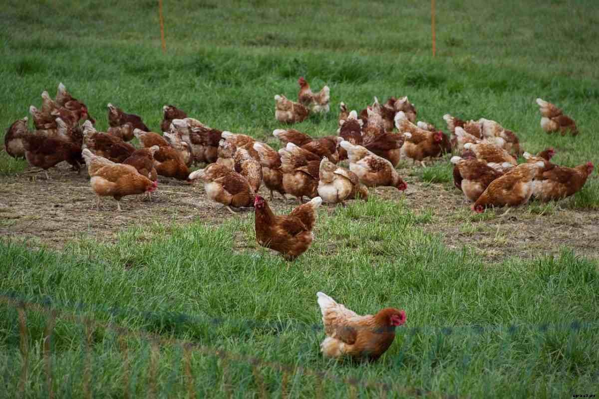 Poultry Farming In South Africa, How To Start
