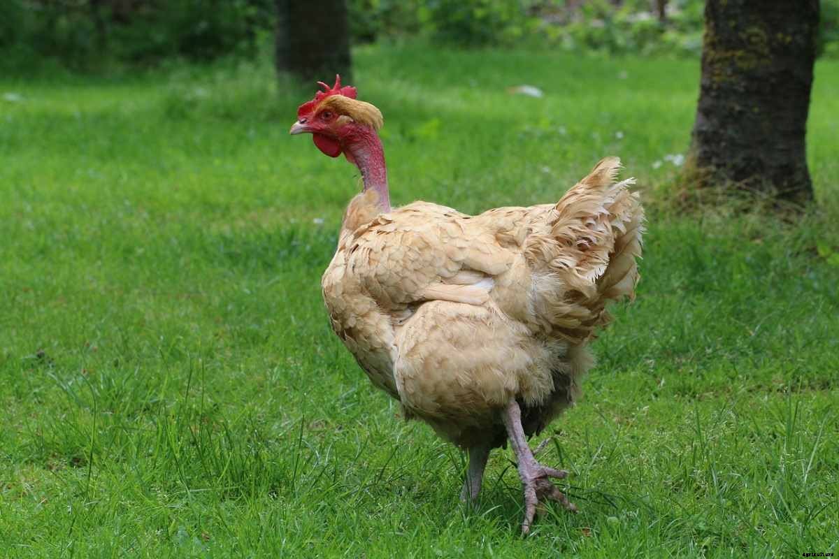Poultry Farming In South Africa, How To Start