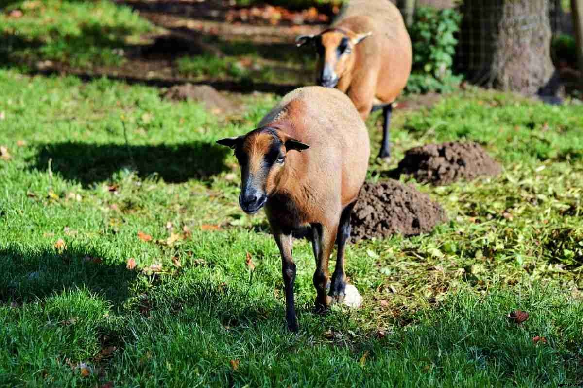 Meat Sheep Breeds, List, and Advantages