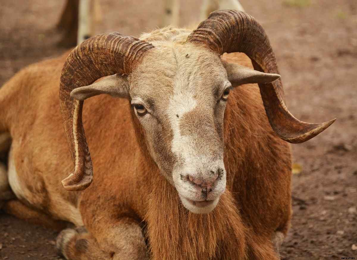 Meat Sheep Breeds, List, and Advantages