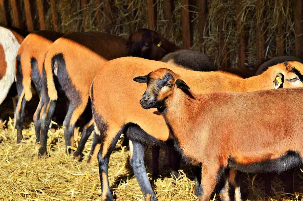 Meat Sheep Breeds, List, and Advantages
