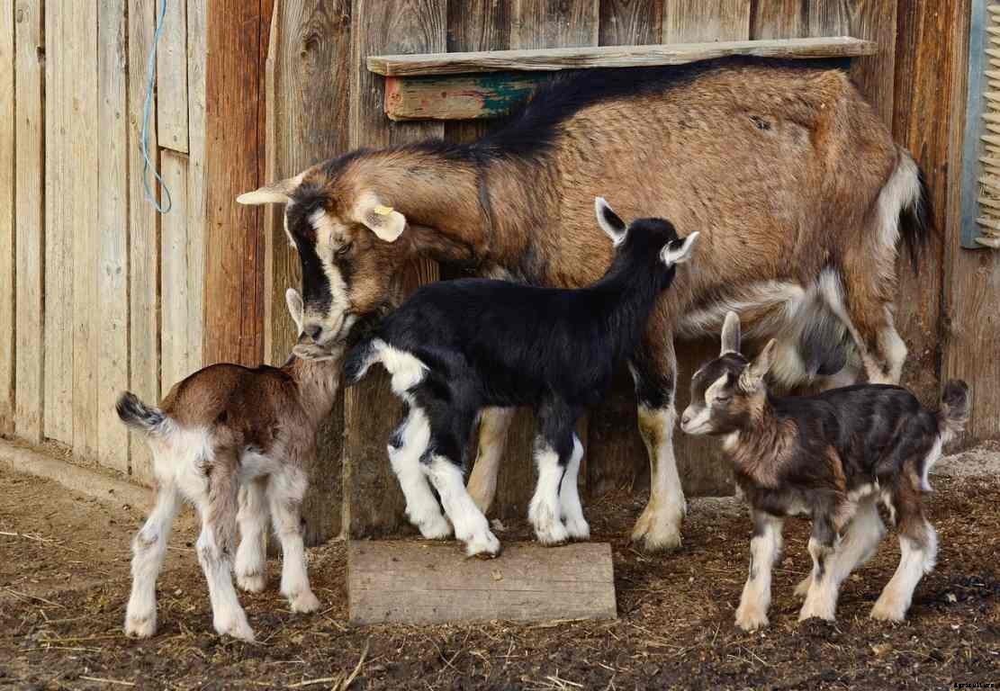 Dairy Goat Breeds, List, Milk Production, Breeding