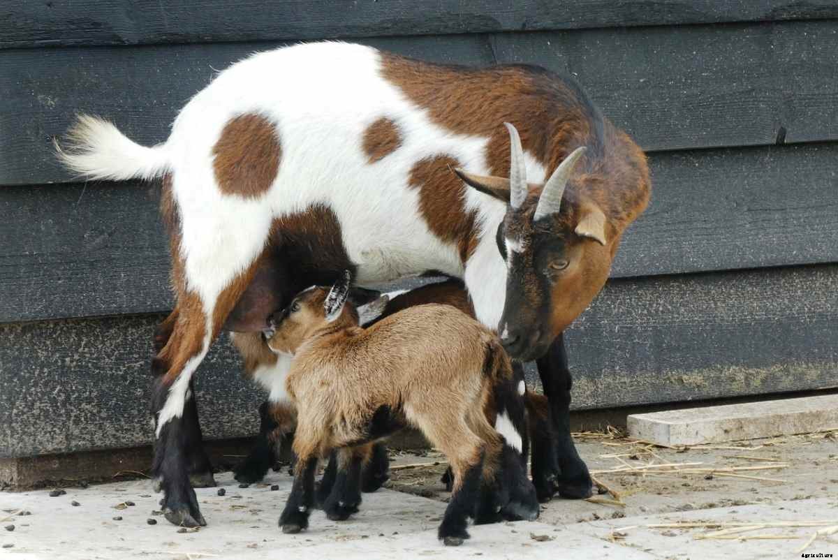 Dairy Goat Breeds, List, Milk Production, Breeding
