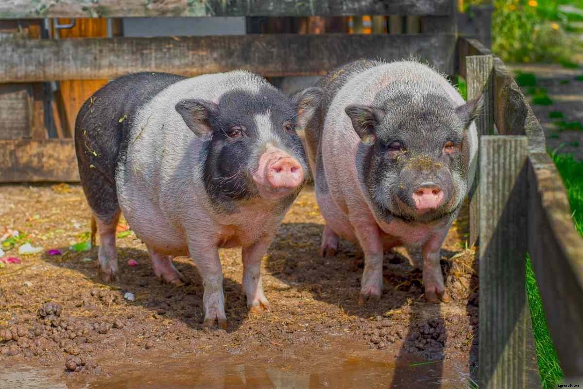Pig Farming In South Africa, How To Start, Plan
