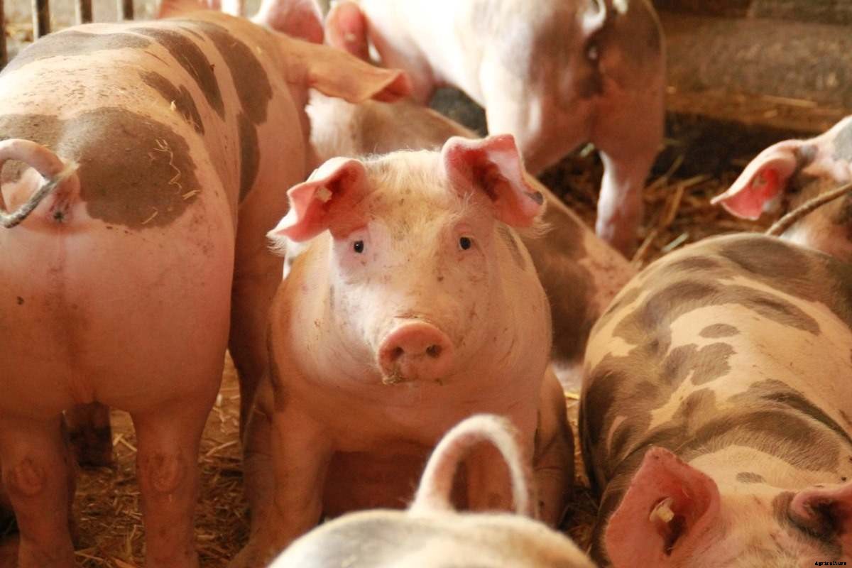 Pig Farming In South Africa, How To Start, Plan