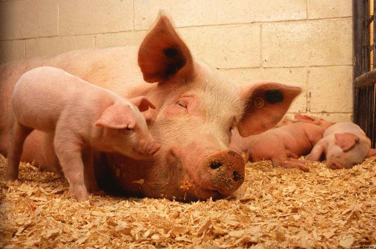 Pig Farming In South Africa, How To Start, Plan