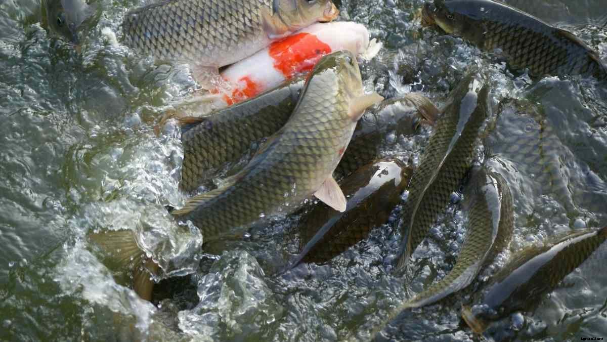 Fish Farming In West Bengal, How To Start, Schemes
