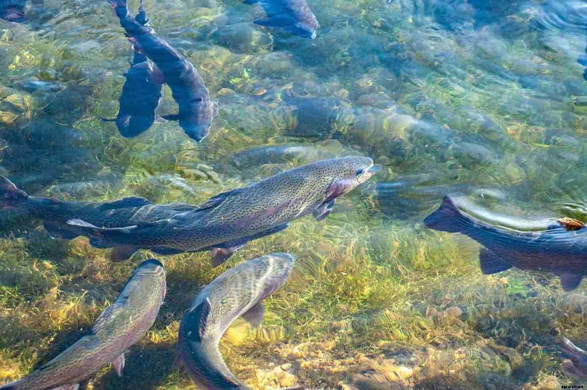 Brackish Water Aquaculture, System, Benefits