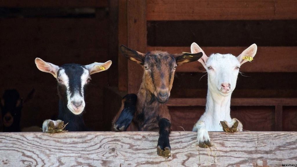 Goat Markets In India, List, Where and How To Buy
