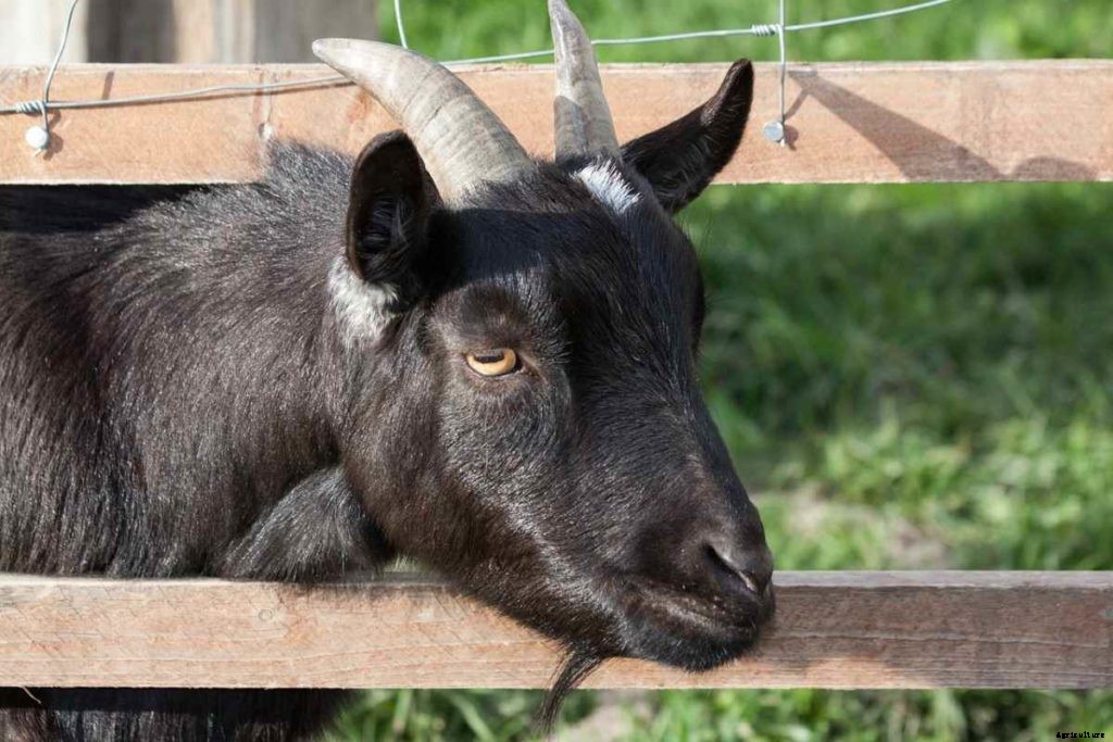 Goat Markets In India, List, Where and How To Buy