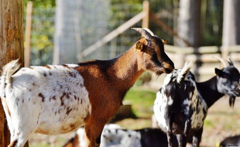 Goat Markets In India, List, Where and How To Buy