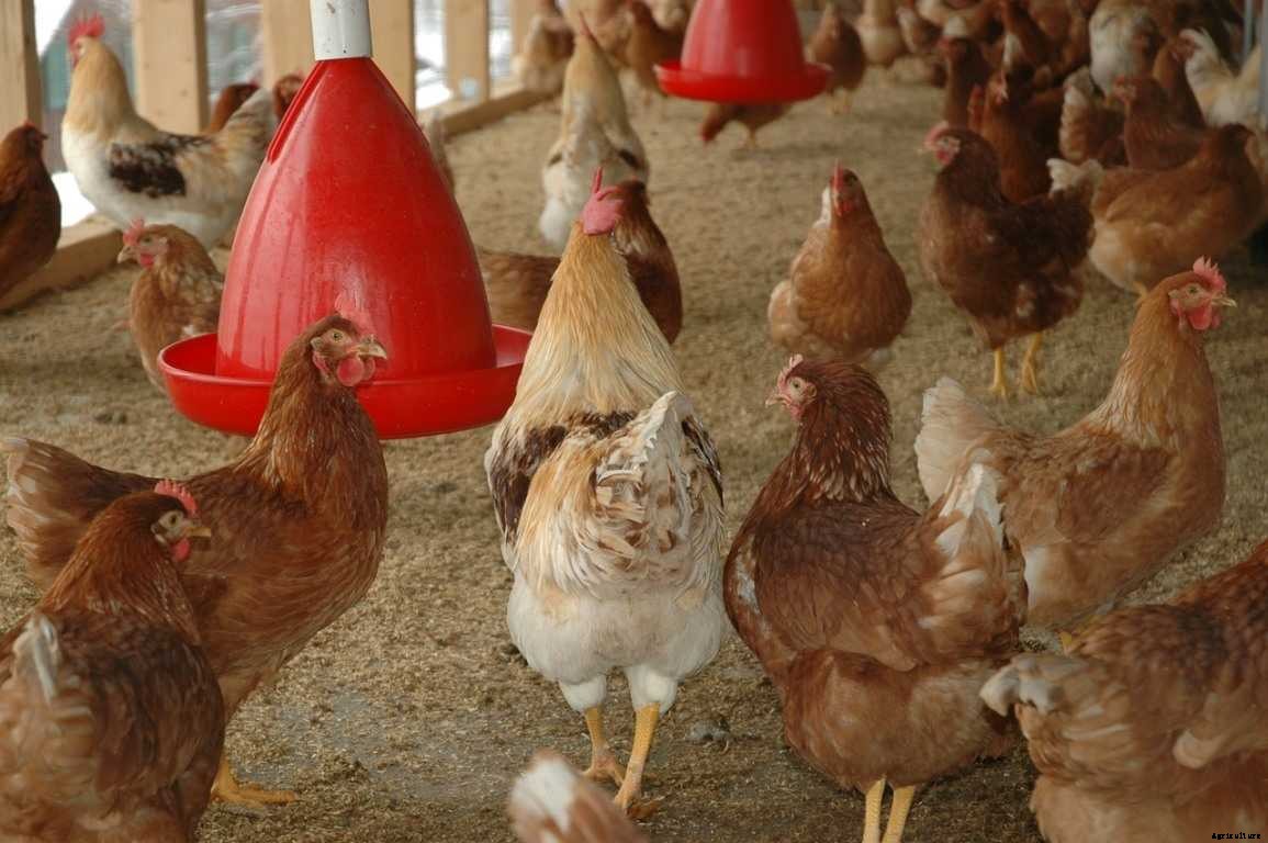 Poultry Farming in the USA, How to Start, and Cost