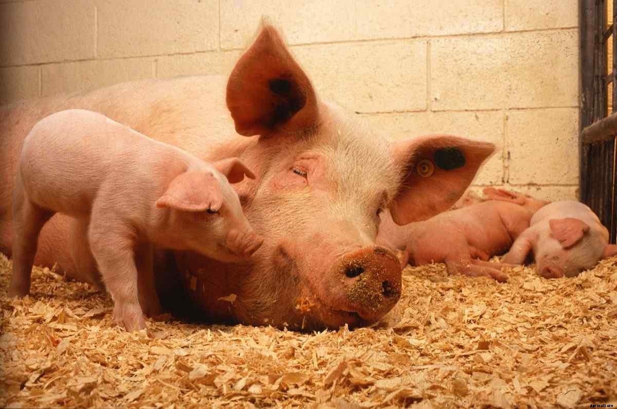 Pig Farming In The Philippines, How To Start