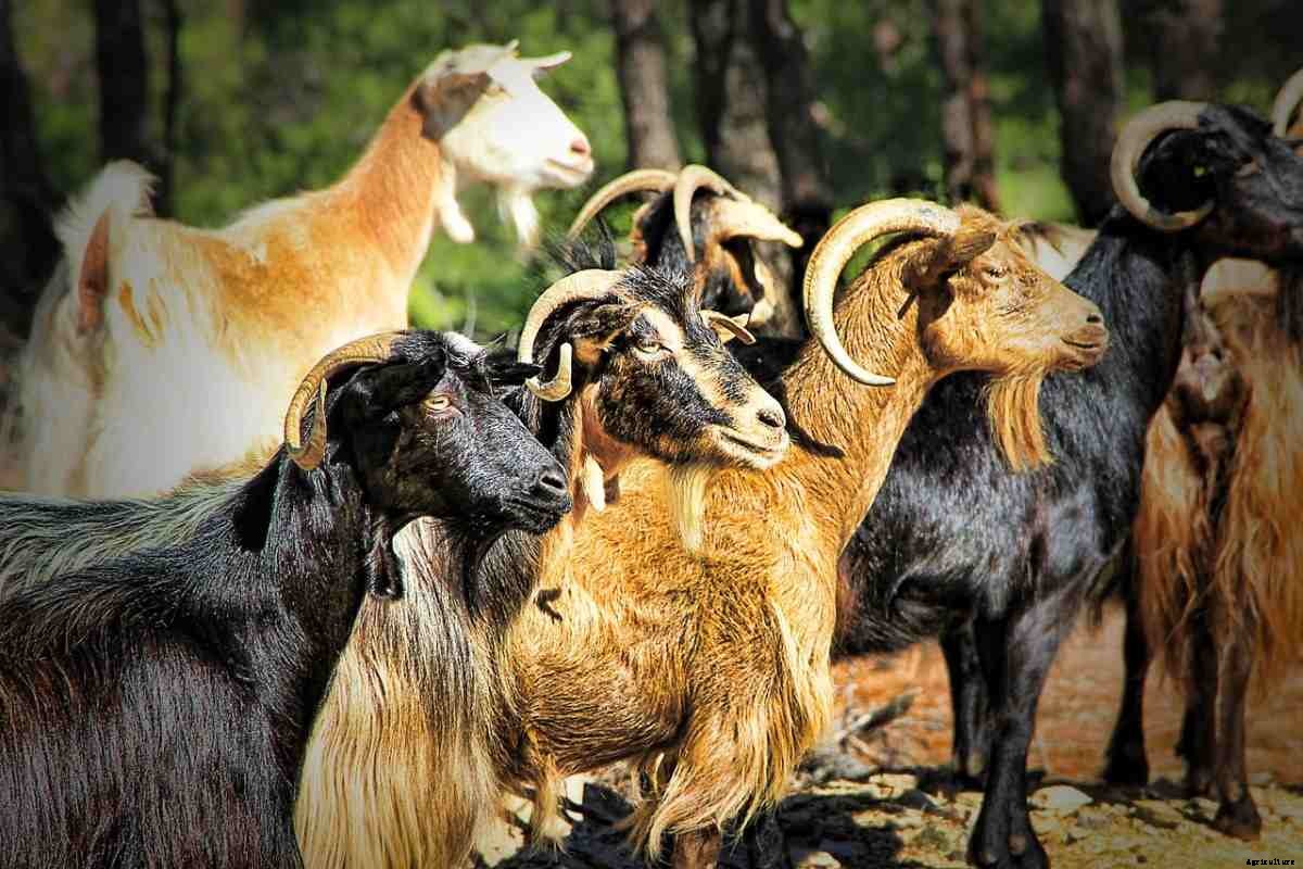 Goat Farming In Tamil Nadu, How to Start, Breeds
