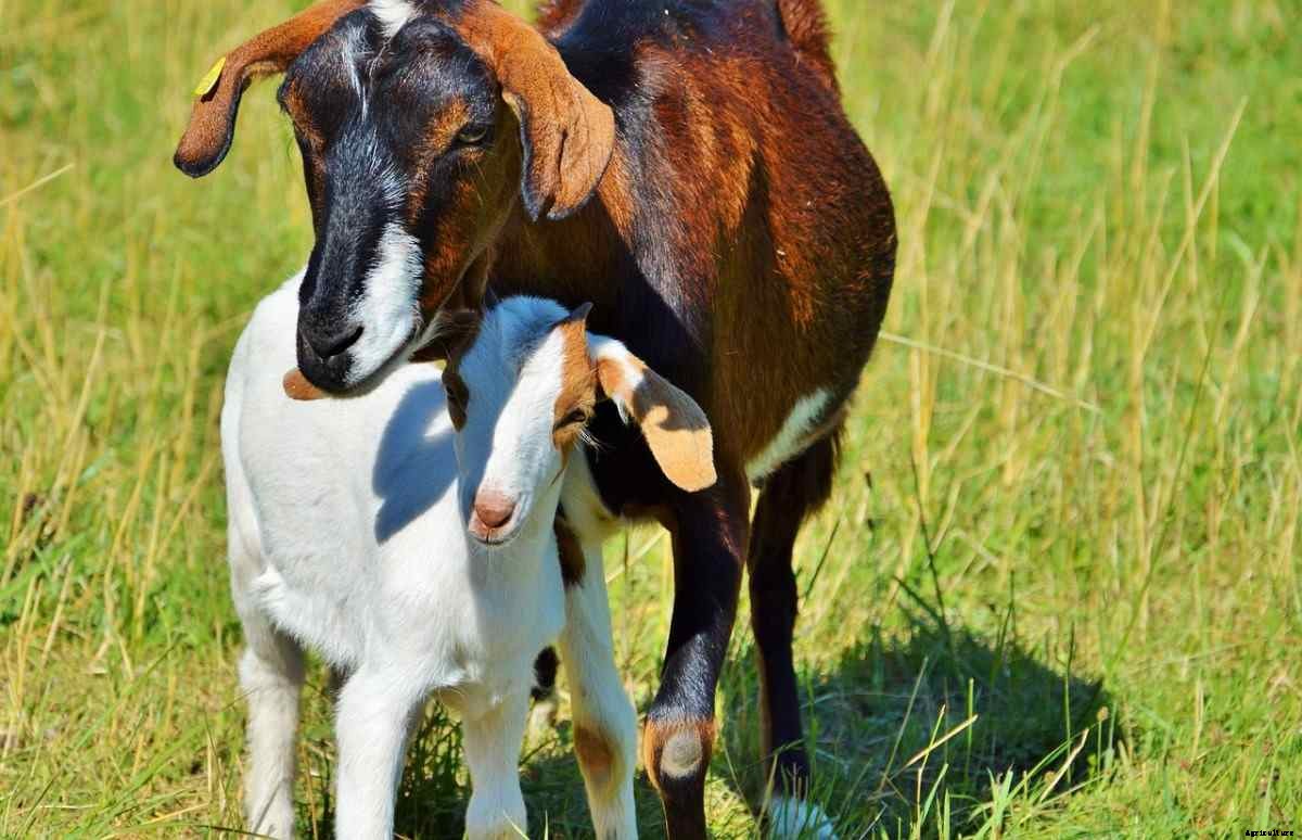 Goat Farming In Tamil Nadu, How to Start, Breeds