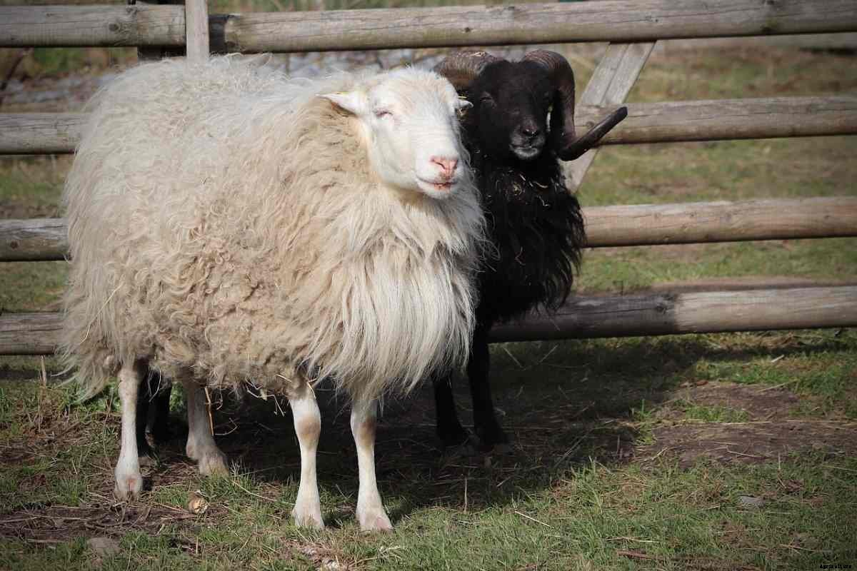 Sheep Farming in the UK, How to Start, and Facts
