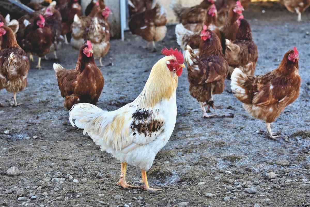 Livestock Farming In Nigeria, Business Plan, Loan