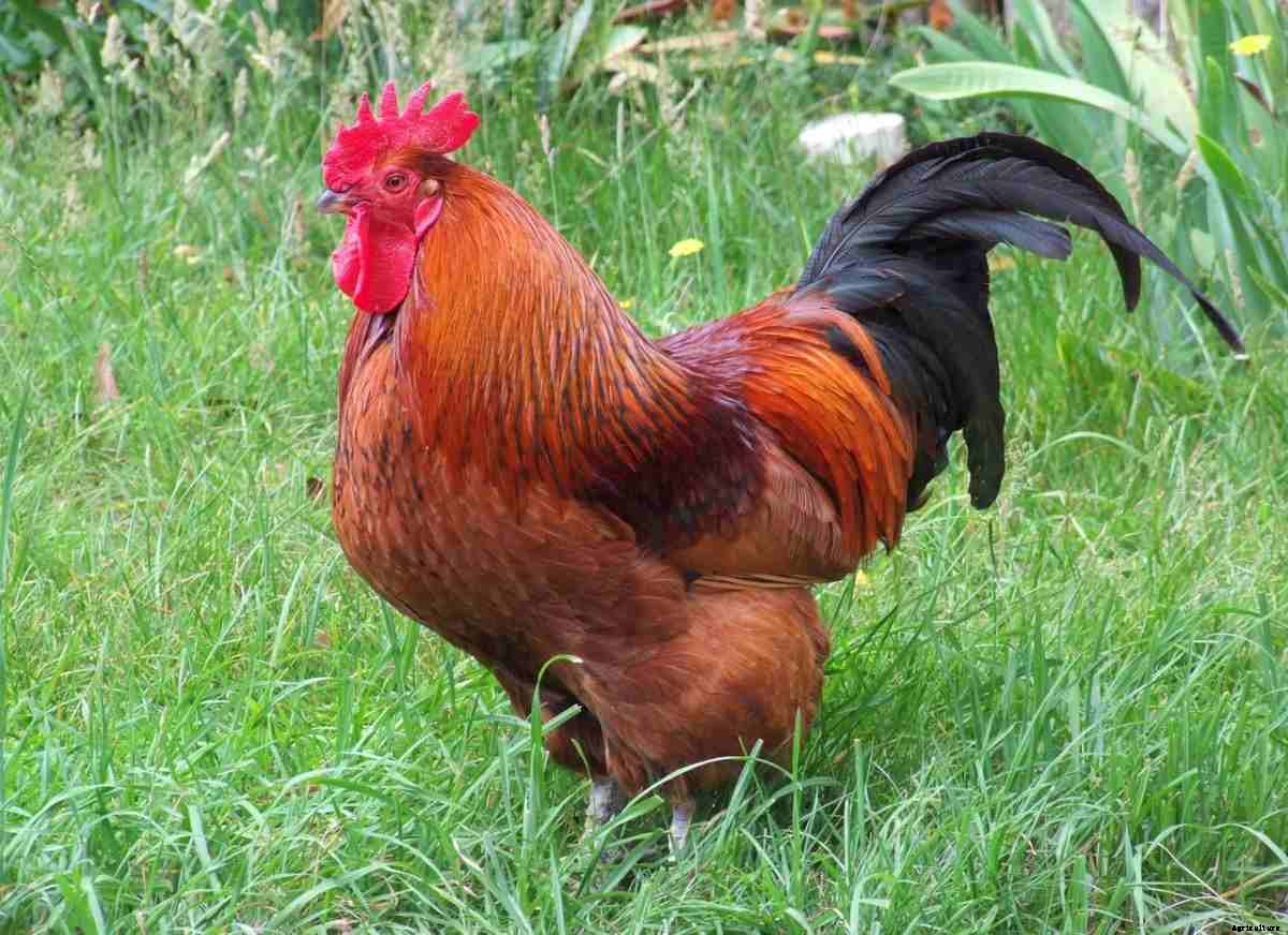 Poultry Farming In Canada, How To Start, and Tips