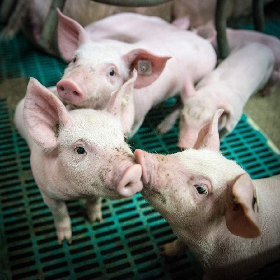 How To Start Pig Farming In Kenya, Tips and Ideas