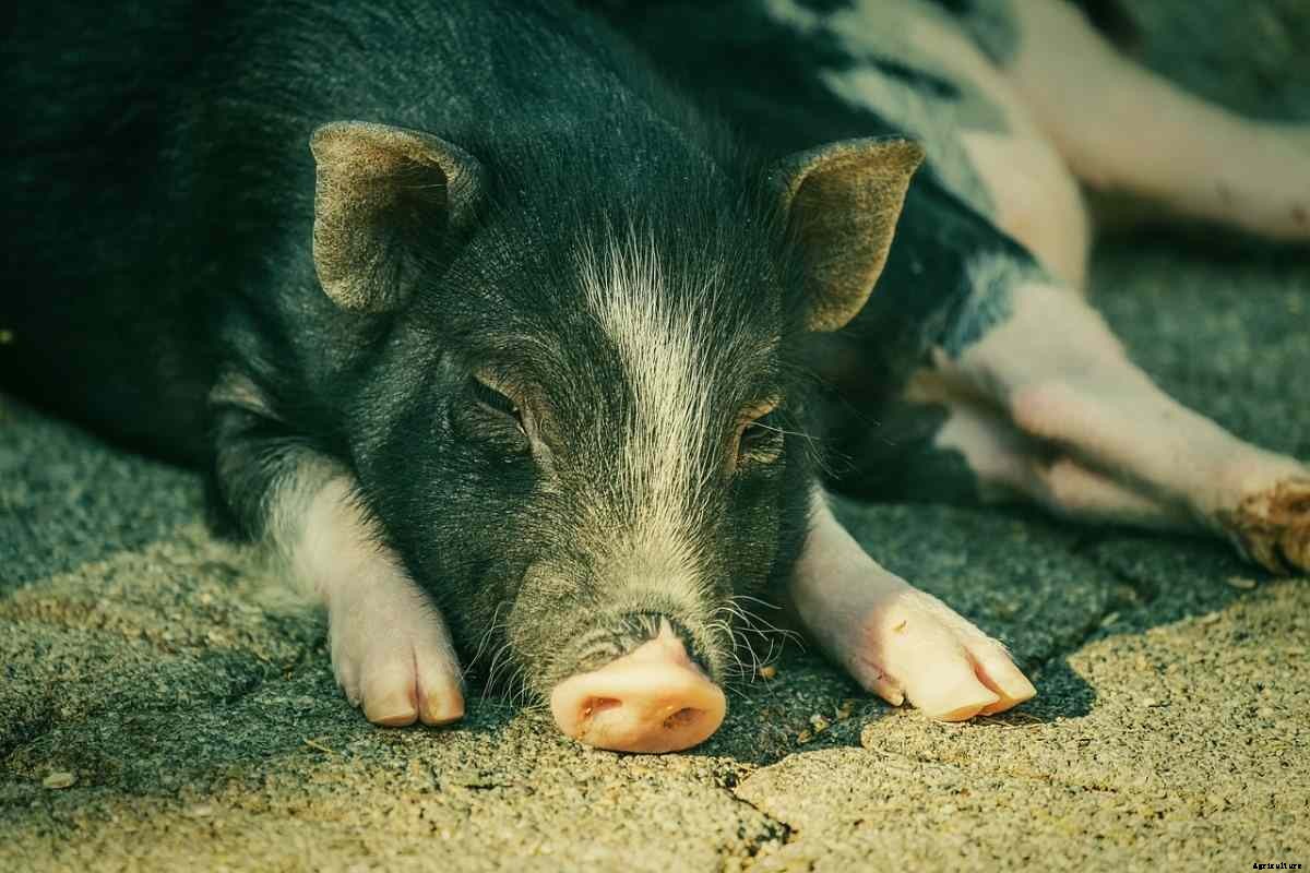 How To Start Pig Farming In Kenya, Tips and Ideas