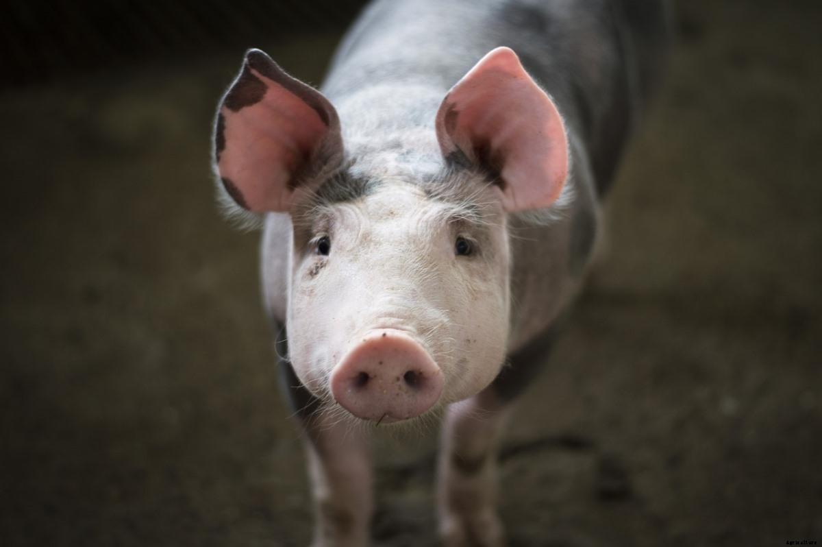 How To Start Pig Farming In Kenya, Tips and Ideas