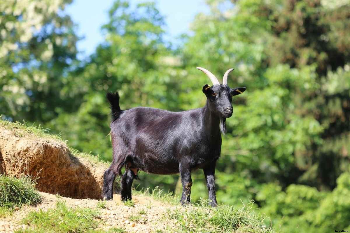 Goat Farming In West Bengal-  Loans, Subsidies