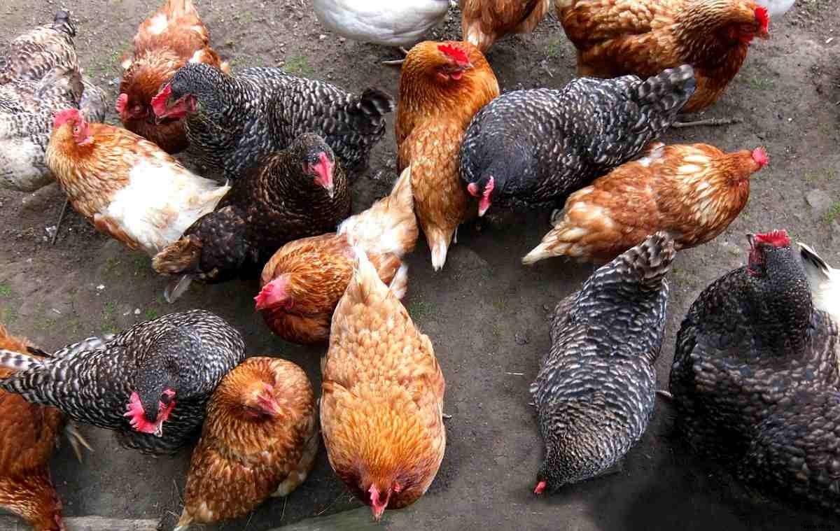 Poultry Farming In Kerala – How To Start