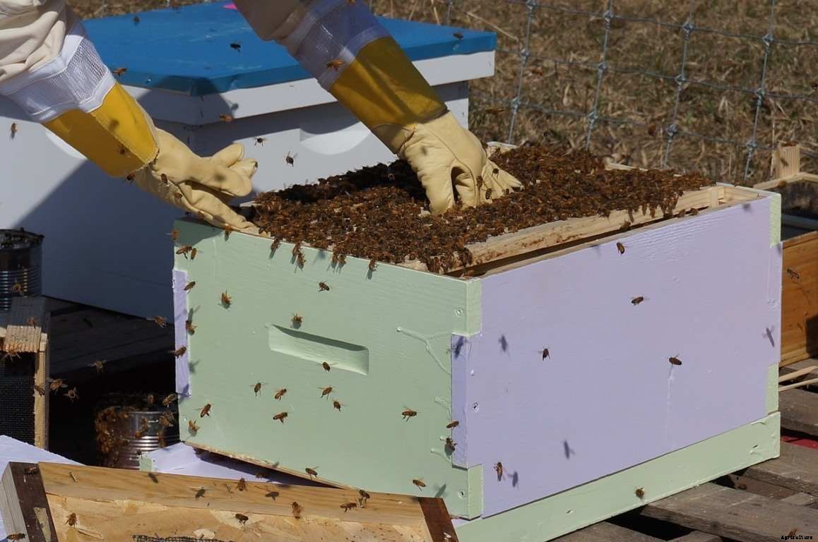 How To Start Beekeeping For Beginners