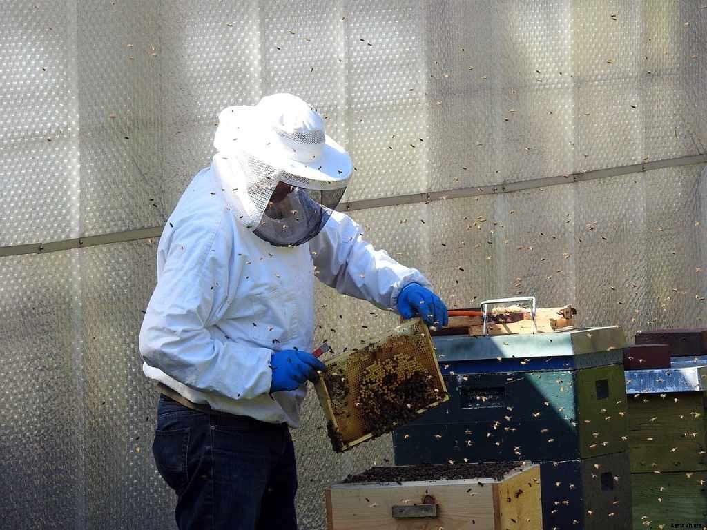 How To Start Beekeeping For Beginners