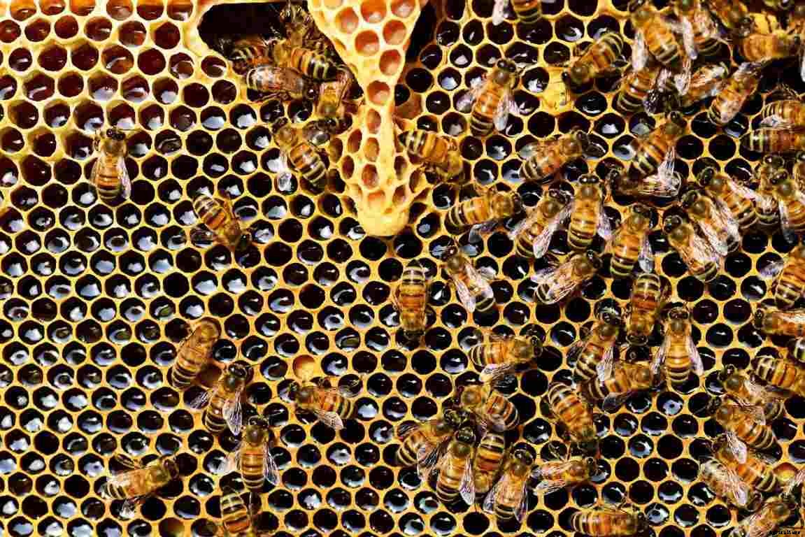 How To Start Beekeeping For Beginners