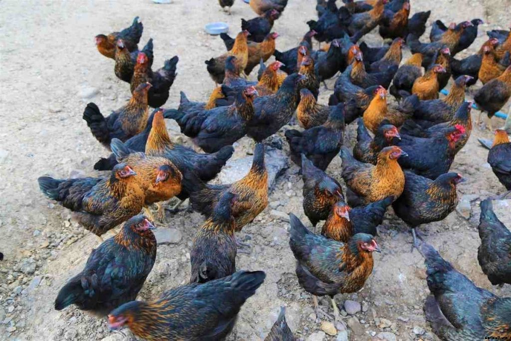 Poultry Farming In Andhra Pradesh – How To Start