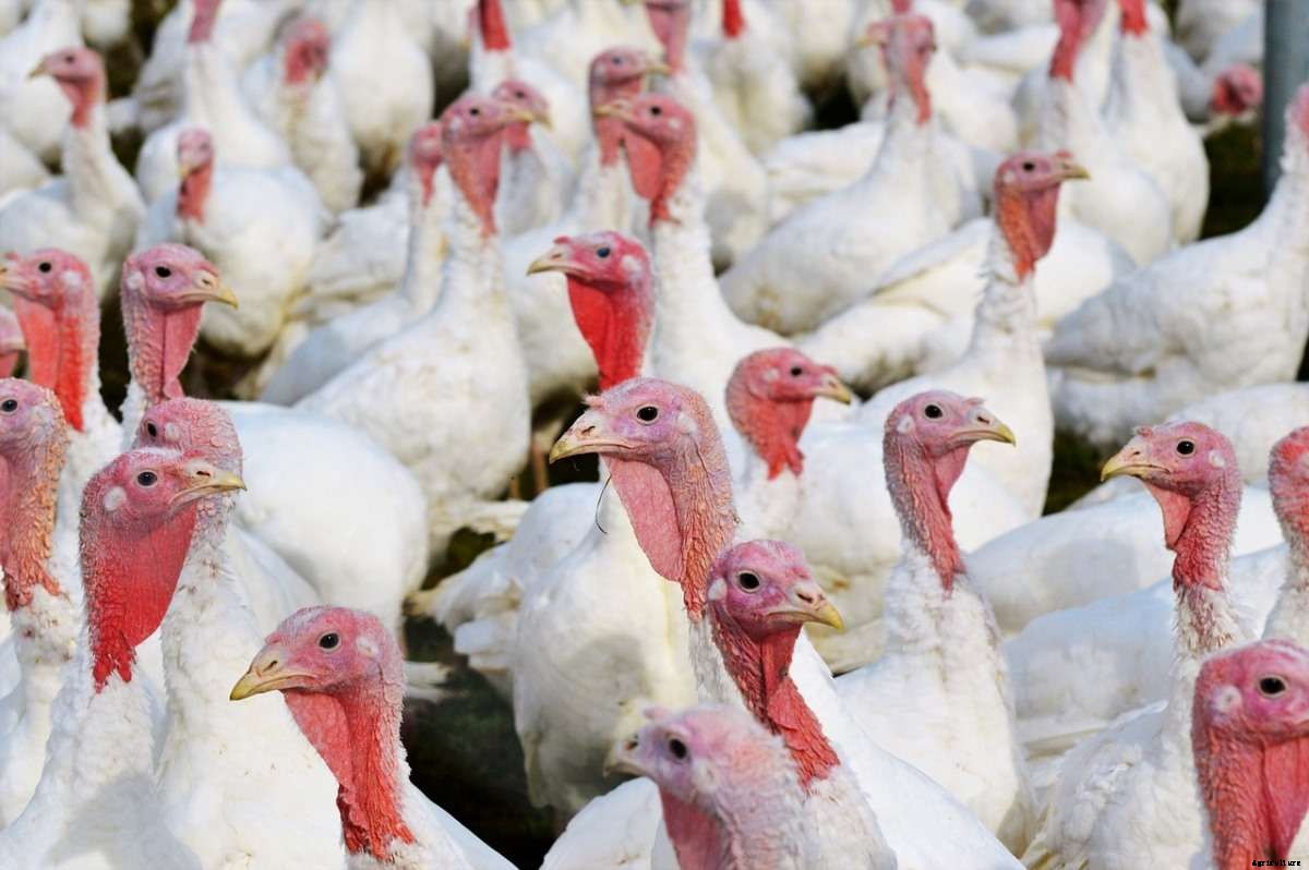Backyard Turkey Farming In India, Breeds, and Feed