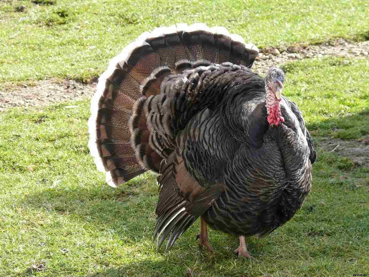 Backyard Turkey Farming In India, Breeds, and Feed