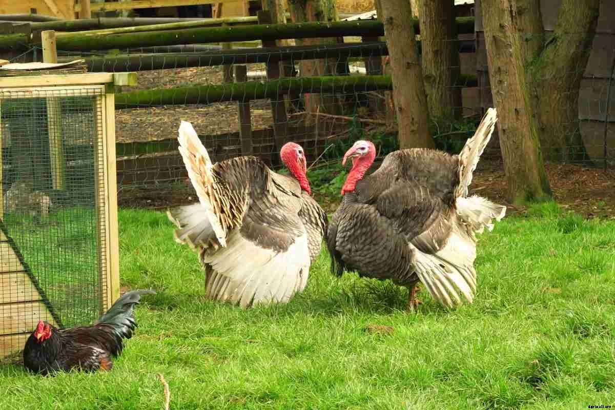 Backyard Turkey Farming In India, Breeds, and Feed