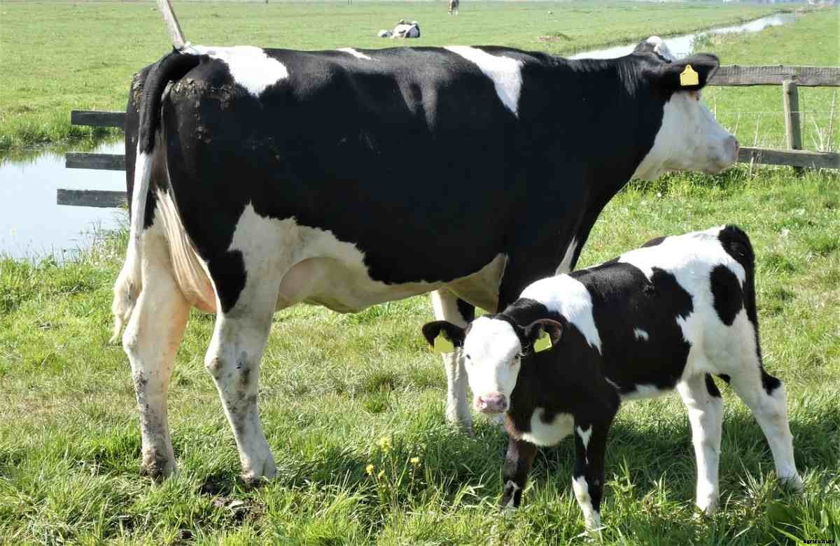 Dairy Farming in Rajasthan, Breeds, How To Start