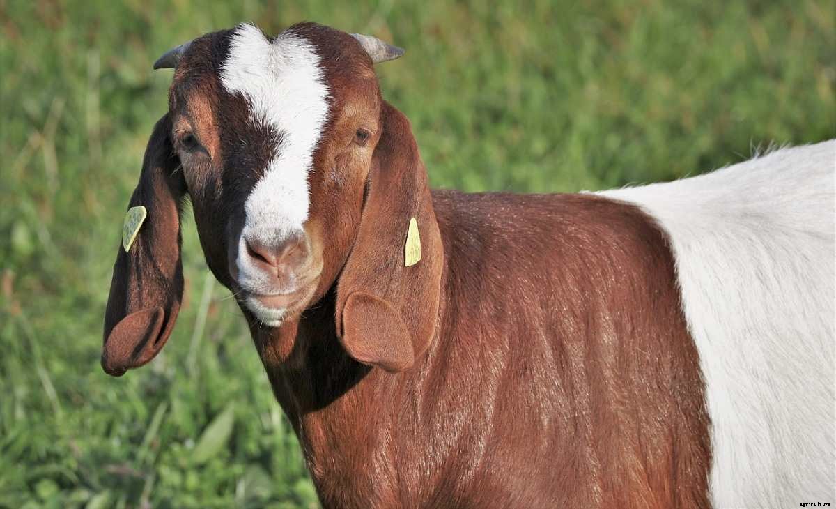 Goat Farming In Nigeria – Breeds, How To Start,