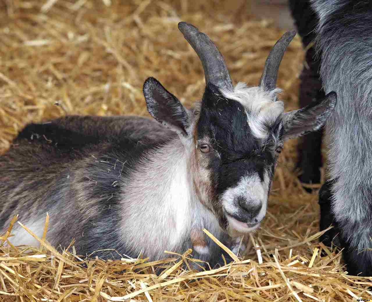 Goat Farming In Nigeria – Breeds, How To Start,