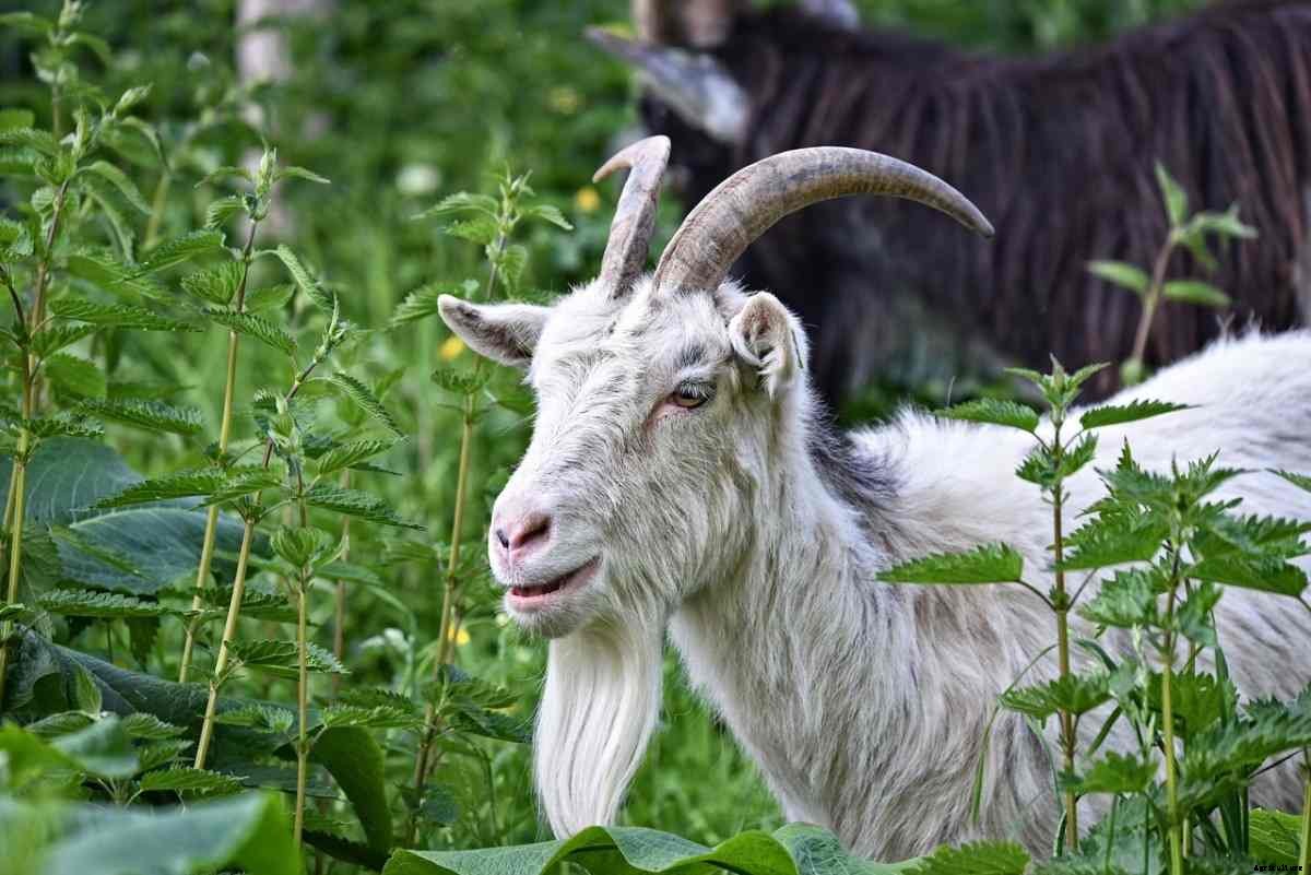 Goat Farming In Nigeria – Breeds, How To Start,