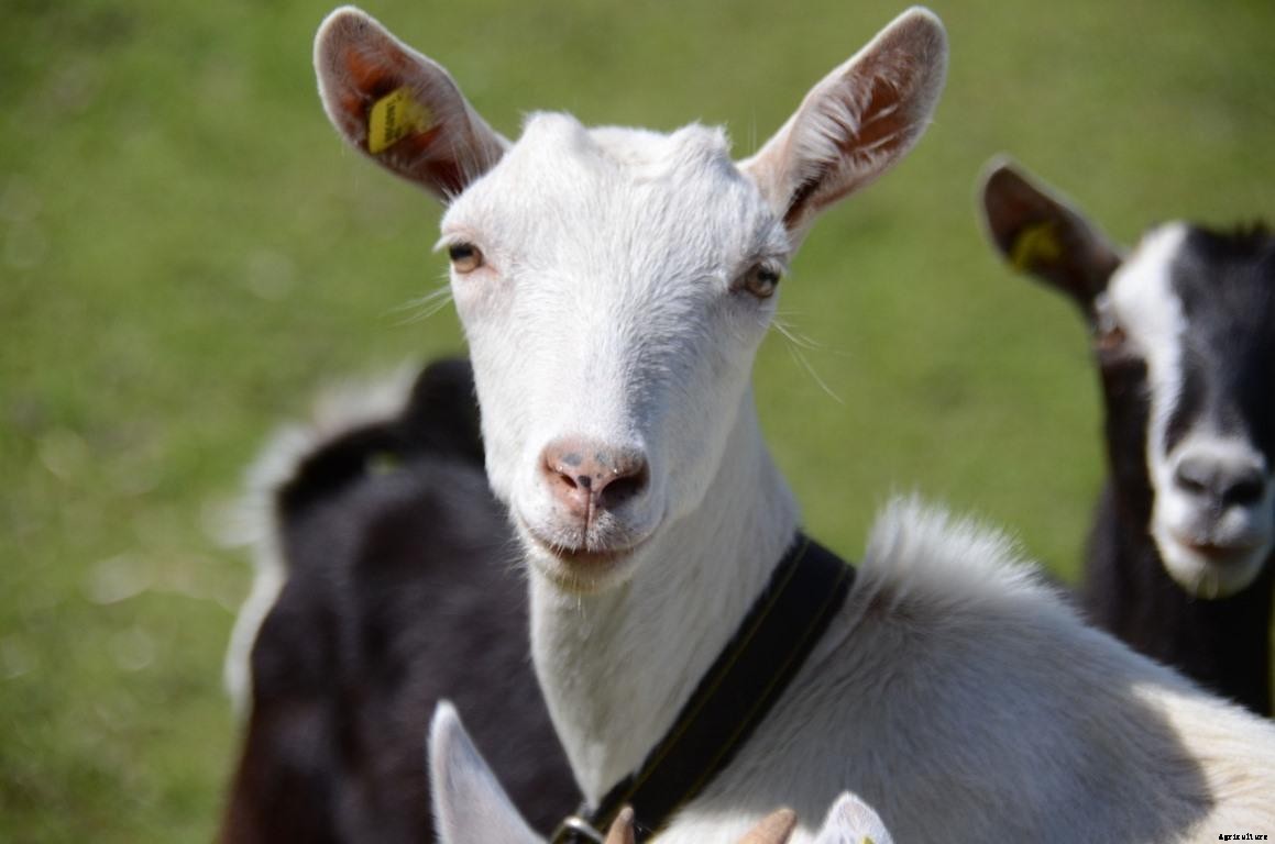 Alpine Goat Farming – How To Start, Breed Profile