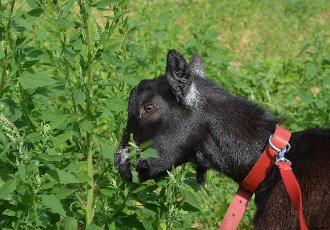 Alpine Goat Farming – How To Start, Breed Profile