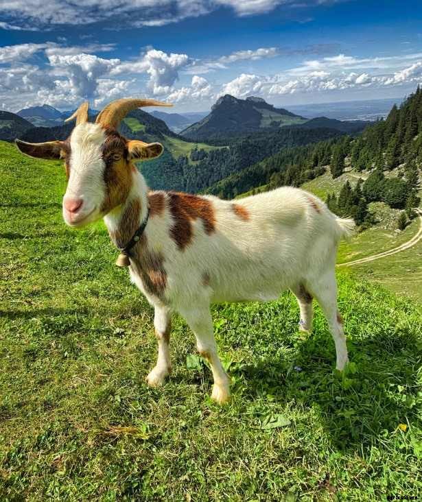 Alpine Goat Farming – How To Start, Breed Profile