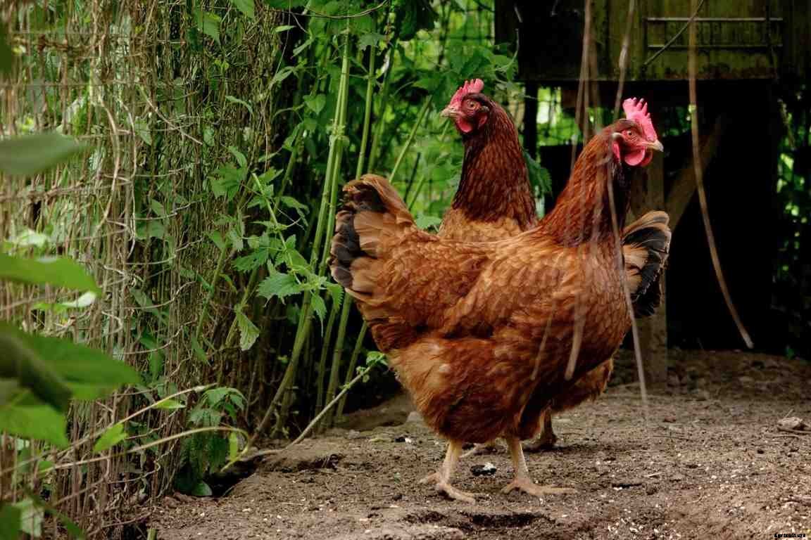 Backyard Poultry Farming In India – How To Start