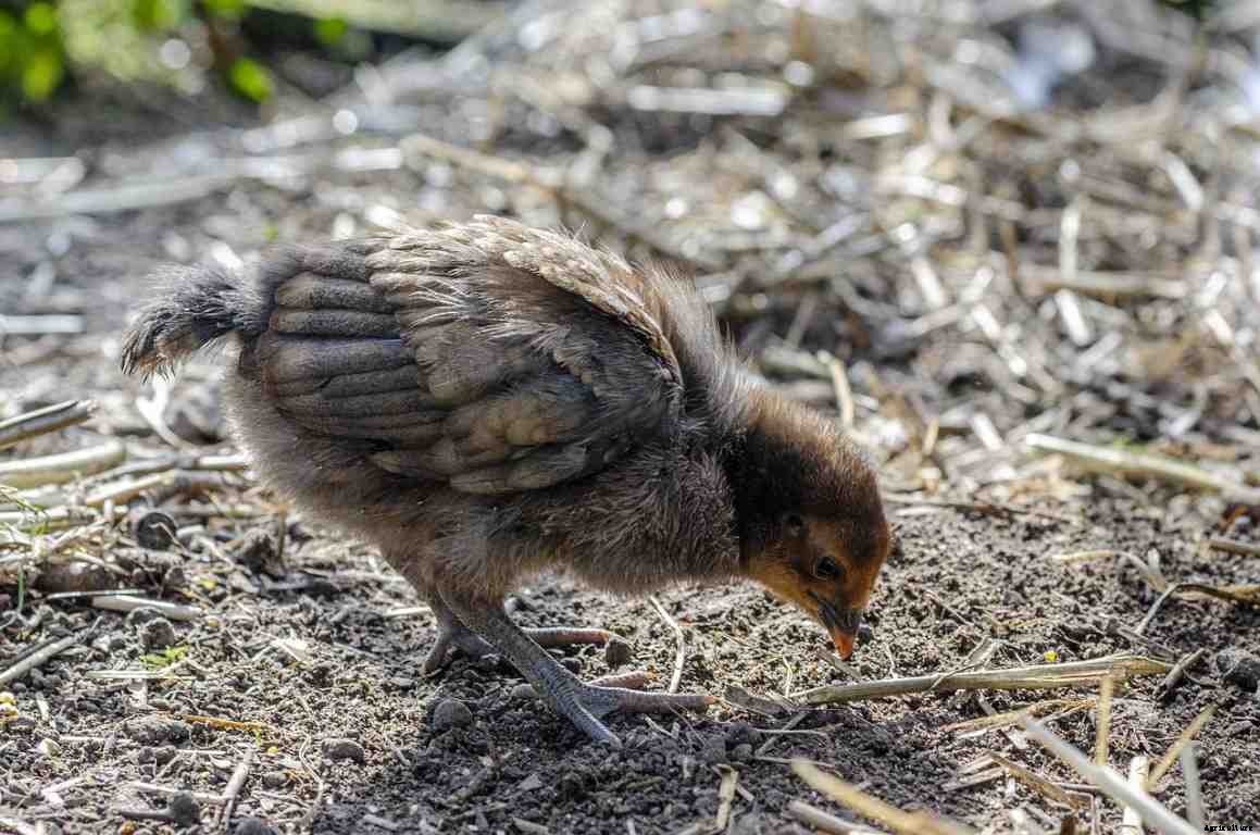 Backyard Poultry Farming In India – How To Start
