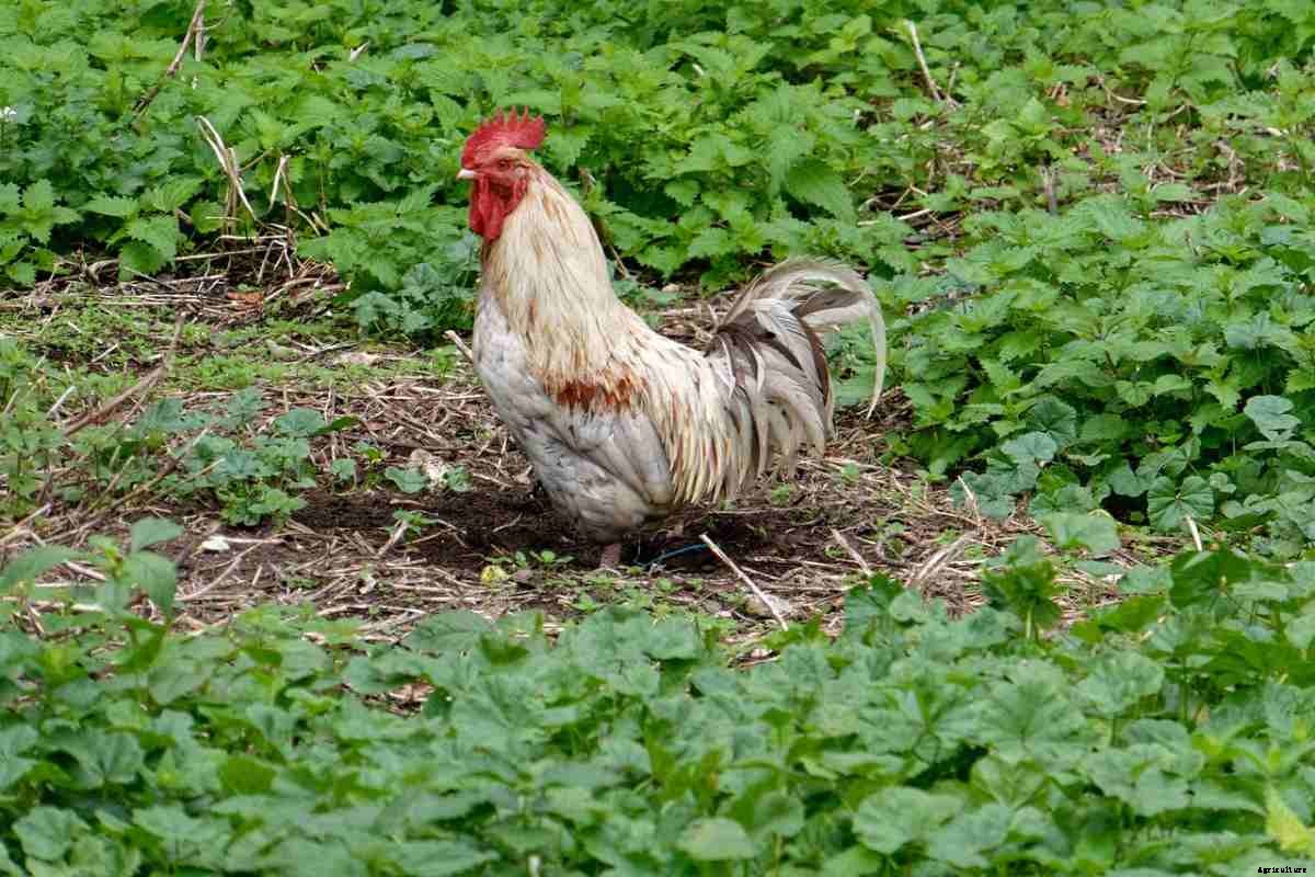 Backyard Poultry Farming In India – How To Start